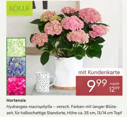 Pflanzen Kölle Kölle hortensie hydrangea macrophylla Angebot