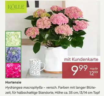 Kölle hortensie hydrangea macrophylla
