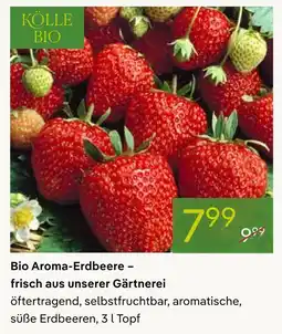 Pflanzen Kölle Kölle bio bio aroma-erdbeere Angebot