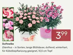 Pflanzen Kölle Duftnelke Angebot