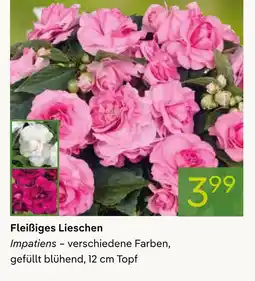Pflanzen Kölle Fleißiges lieschen Angebot