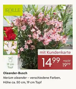 Pflanzen Kölle Kölle oleander-busch Angebot