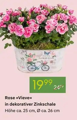 Pflanzen Kölle Rose vieve Angebot