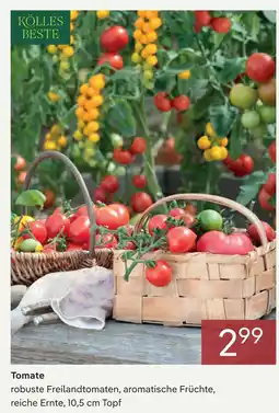 Pflanzen Kölle Kölles beste tomate Angebot
