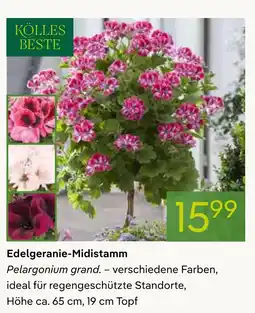 Pflanzen Kölle Kölles beste edelgeranie-midistamm Angebot