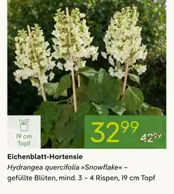 Pflanzen Kölle Eichenblatt-hortensie Angebot