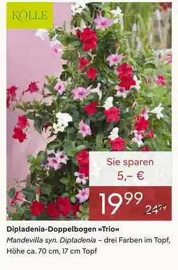 Pflanzen Kölle Kölle dipladenia-doppelbogen trio Angebot