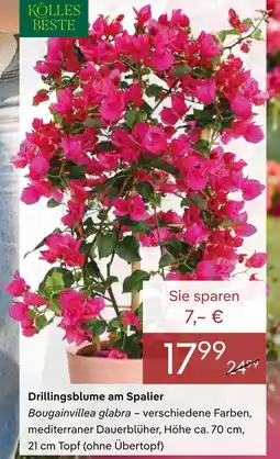 Pflanzen Kölle Kölles beste drillingsblume am spalier Angebot