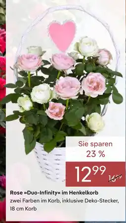 Pflanzen Kölle Rose duo-infinity im henkelkorb Angebot