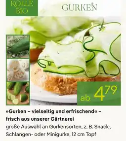 Pflanzen Kölle Kölle bio gurken Angebot