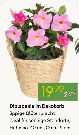 Pflanzen Kölle Dipladenia im dekokorb Angebot