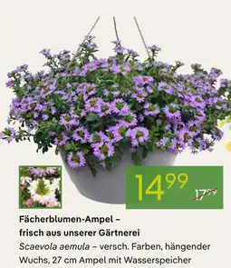 Pflanzen Kölle Fächerblumen-ampel Angebot