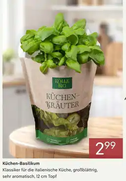 Pflanzen Kölle Kölle bio küchen-basilikum Angebot