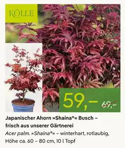 Pflanzen Kölle Kölle japanischer ahorn 'shaina' busch Angebot