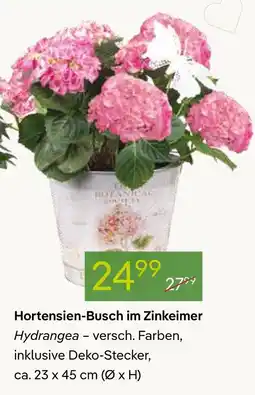 Pflanzen Kölle Hortensien-busch im zinkeimer Angebot