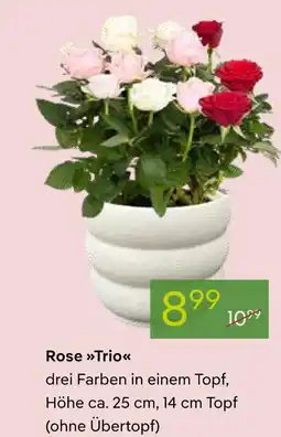 Pflanzen Kölle Rose trio Angebot