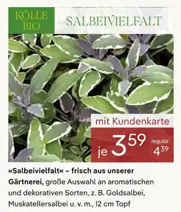 Pflanzen Kölle Kölle bio salbeivielfalt Angebot