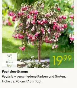 Pflanzen Kölle Fuchsien-stamm Angebot