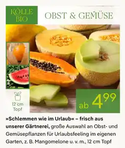Pflanzen Kölle Kölle bio obst- und gemüsepflanzen Angebot