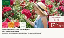 Pflanzen Kölle Kölles beste duftrosenkollektion – edel- oder beetrose – frisch aus unserer gärtnerei Angebot