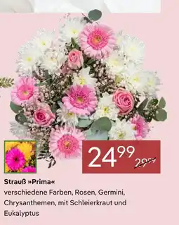 Pflanzen Kölle Strauß prima Angebot
