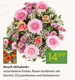 Pflanzen Kölle Strauß elisabeth Angebot