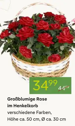 Pflanzen Kölle Großblumige rose im henkelkorb Angebot
