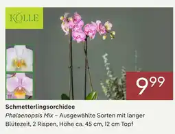 Pflanzen Kölle Kölle schmetterlingsorchidee Angebot