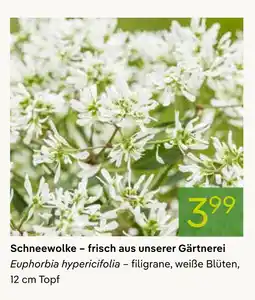 Pflanzen Kölle Schneewolke – frisch aus unserer gärtnerei Angebot
