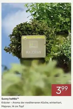 Pflanzen Kölle Sunny herbs majoran Angebot