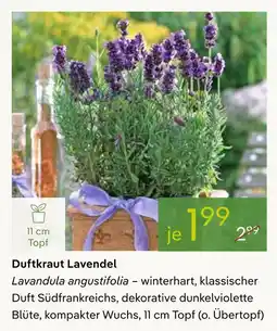 Pflanzen Kölle Duftkraut lavendel Angebot
