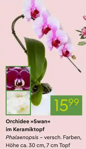 Orchidee swan