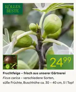 Pflanzen Kölle Kölles beste fruchtfeige Angebot
