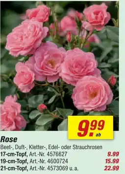 toom Baumarkt Rose 17-cm-topf Angebot