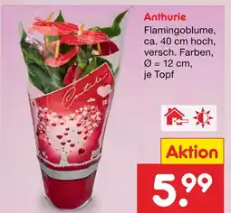 Netto Marken-Discount Anthurie flamingoblume Angebot