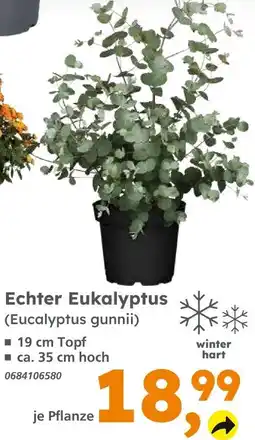 Globus Baumarkt Echter eukalyptus Angebot