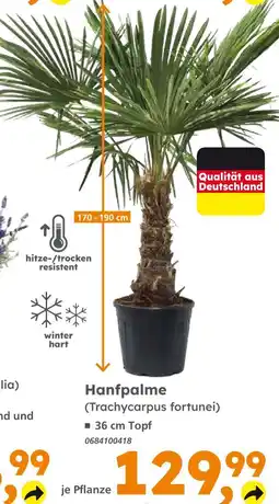 Globus Baumarkt Hanfpalme (trachycarpus fortunei) Angebot