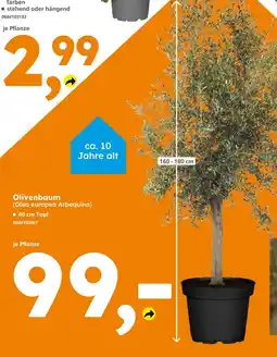 Globus Baumarkt Pflanze Angebot
