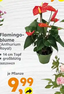 Globus Baumarkt Flamingoblume (anthurium royal) Angebot