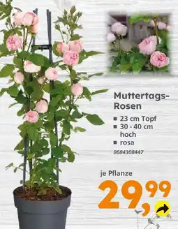 Globus Baumarkt Muttertags-rosen Angebot
