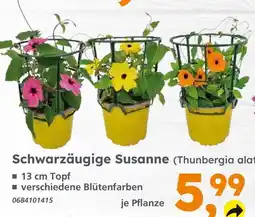 Globus Baumarkt Schwarzäugige susanne (thunbergia alata) Angebot