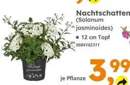 Globus Baumarkt Nachtschatten (solanum jasminoides) Angebot