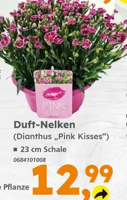 Globus Baumarkt Duft-nelken (dianthus 'pink kisses') Angebot