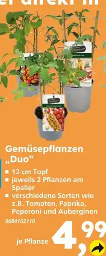 Globus Baumarkt Gemüsepflanzen duo Angebot
