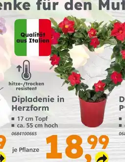 Globus Baumarkt Dipladenie in herzform Angebot