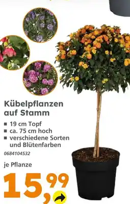 Globus Baumarkt Kübelpflanzen auf stamm Angebot