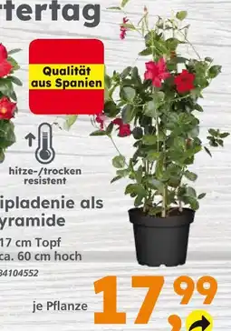 Globus Baumarkt Dipladenie als pyramide Angebot