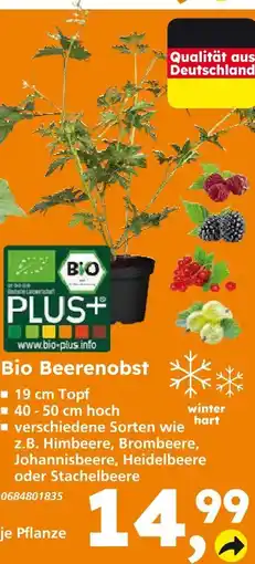 Globus Baumarkt Bio plus bio beerenobst Angebot