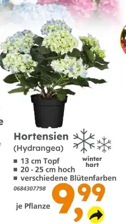 Globus Baumarkt Hortensien (hydrangea) Angebot