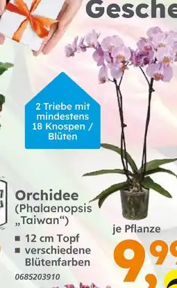 Globus Baumarkt Orchidee (phalaenopsis 'taiwan') Angebot